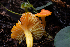  ( - HAY-F-004823)  @11 [ ] by-nc (2023) Dean Lyons Fungal Diversity Survey