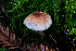  ( - HAY-F-004820)  @11 [ ] by-nc (2023) Dean Lyons Fungal Diversity Survey