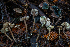  (Pseudobaeospora - HAY-F-004774)  @11 [ ] by-nc (2023) Dean Lyons Fungal Diversity Survey