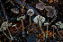  ( - HAY-F-004774)  @11 [ ] by-nc (2023) Dean Lyons Fungal Diversity Survey