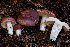  ( - HAY-F-004819)  @11 [ ] by-nc (2023) Dean Lyons Fungal Diversity Survey