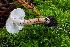  (Lepiota sp. CA04 - HAY-F-004820)  @11 [ ] by-nc (2023) Dean Lyons Fungal Diversity Survey