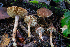  (Inocybe sp. CA36 - HAY-F-004784)  @11 [ ] by-nc (2023) Dean Lyons Fungal Diversity Survey