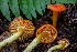  ( - HAY-F-004827)  @11 [ ] by-nc (2023) Dean Lyons Fungal Diversity Survey