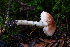 ( - HAY-F-004820)  @11 [ ] by-nc (2023) Dean Lyons Fungal Diversity Survey