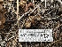  ( - HAY-F-005645)  @11 [ ] c (2023) Rudy Diaz Fungal Diversity Survey