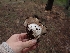  ( - HAY-F-003481)  @11 [ ] by-nc (2023) Sadie Hickey Fungal Diversity Survey
