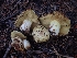  ( - HAY-F-003807)  @11 [ ] by-nc (2023) Sadie Hickey Fungal Diversity Survey