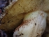  ( - HAY-F-003807)  @11 [ ] by-nc (2023) Sadie Hickey Fungal Diversity Survey