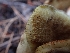  ( - HAY-F-003807)  @11 [ ] by-nc (2023) Sadie Hickey Fungal Diversity Survey