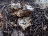 ( - HAY-F-003487)  @11 [ ] by-nc (2023) Sadie Hickey Fungal Diversity Survey