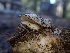  ( - HAY-F-003487)  @11 [ ] by-nc (2023) Sadie Hickey Fungal Diversity Survey