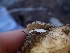  (Lyophyllum shimeji - HAY-F-003487)  @11 [ ] by-nc (2023) Sadie Hickey Fungal Diversity Survey