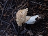  ( - HAY-F-003490)  @11 [ ] by-nc (2023) Sadie Hickey Fungal Diversity Survey