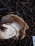  ( - HAY-F-003490)  @11 [ ] by-nc (2023) Sadie Hickey Fungal Diversity Survey