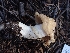  ( - HAY-F-003490)  @11 [ ] by-nc (2023) Sadie Hickey Fungal Diversity Survey
