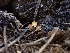  ( - HAY-F-003489)  @11 [ ] by-nc (2023) Sadie Hickey Fungal Diversity Survey