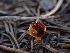  ( - HAY-F-003489)  @11 [ ] by-nc (2023) Sadie Hickey Fungal Diversity Survey