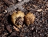  ( - HAY-F-003378)  @11 [ ] by-nc (2023) Sadie Hickey Fungal Diversity Survey
