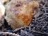  ( - HAY-F-003378)  @11 [ ] by-nc (2023) Sadie Hickey Fungal Diversity Survey