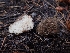  (Geopora sp. CA01 - HAY-F-003496)  @11 [ ] by-nc (2023) Sadie Hickey Fungal Diversity Survey