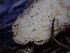  ( - HAY-F-003496)  @11 [ ] by-nc (2023) Sadie Hickey Fungal Diversity Survey