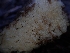  ( - HAY-F-003496)  @11 [ ] by-nc (2023) Sadie Hickey Fungal Diversity Survey