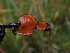 (Scutellinia - HAY-F-003524)  @11 [ ] by-nc (2023) Sadie Hickey Fungal Diversity Survey