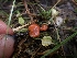  ( - HAY-F-003524)  @11 [ ] by-nc (2023) Sadie Hickey Fungal Diversity Survey