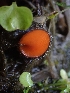  ( - HAY-F-003524)  @11 [ ] by-nc (2023) Sadie Hickey Fungal Diversity Survey