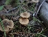  ( - HAY-F-003372)  @11 [ ] by-nc (2023) Sadie Hickey Fungal Diversity Survey