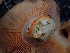  ( - HAY-F-003386)  @11 [ ] by-nc (2023) Sadie Hickey Fungal Diversity Survey