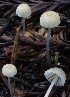  ( - HAY-F-004716)  @11 [ ] by-nc (2023) Taye Bright Fungal Diversity Survey