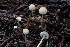  ( - HAY-F-004716)  @11 [ ] by-nc (2023) Taye Bright Fungal Diversity Survey