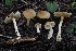  (Inocybe sp. mixtilis-PNW61 - HAY-F-004719)  @11 [ ] by-nc (2023) Taye Bright Fungal Diversity Survey