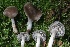  (Cuphophyllus sp. CA03 - HAY-F-004722)  @11 [ ] by-nc (2023) Taye Bright Fungal Diversity Survey