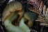  ( - HAY-F-004725)  @11 [ ] by-nc (2023) Taye Bright Fungal Diversity Survey