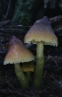  ( - HAY-F-004725)  @11 [ ] by-nc (2023) Taye Bright Fungal Diversity Survey