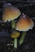  ( - HAY-F-004725)  @11 [ ] by-nc (2023) Taye Bright Fungal Diversity Survey
