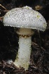  (Leucoagaricus sp. CA04 - HAY-F-004726)  @11 [ ] by-nc (2023) Taye Bright Fungal Diversity Survey