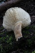  ( - HAY-F-004730)  @11 [ ] by-nc (2023) Taye Bright Fungal Diversity Survey