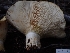  (Lactarius sp. scrobiculatus-CA01 - HAY-F-003380)  @11 [ ] by-nc (2023) Sadie Hickey Fungal Diversity Survey