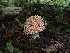  ( - HAY-F-003525)  @11 [ ] by-nc (2023) Sadie Hickey Fungal Diversity Survey