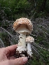  ( - HAY-F-003525)  @11 [ ] by-nc (2023) Sadie Hickey Fungal Diversity Survey