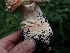  ( - HAY-F-003525)  @11 [ ] by-nc (2023) Sadie Hickey Fungal Diversity Survey