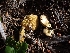  ( - HAY-F-003529)  @11 [ ] by-nc (2023) Sadie Hickey Fungal Diversity Survey