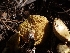  ( - HAY-F-003529)  @11 [ ] by-nc (2023) Sadie Hickey Fungal Diversity Survey