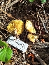  ( - HAY-F-003529)  @11 [ ] by-nc (2023) Sadie Hickey Fungal Diversity Survey