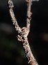  ( - HAY-F-003534)  @11 [ ] by-nc (2023) Sadie Hickey Fungal Diversity Survey