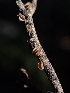  ( - HAY-F-003534)  @11 [ ] by-nc (2023) Sadie Hickey Fungal Diversity Survey
